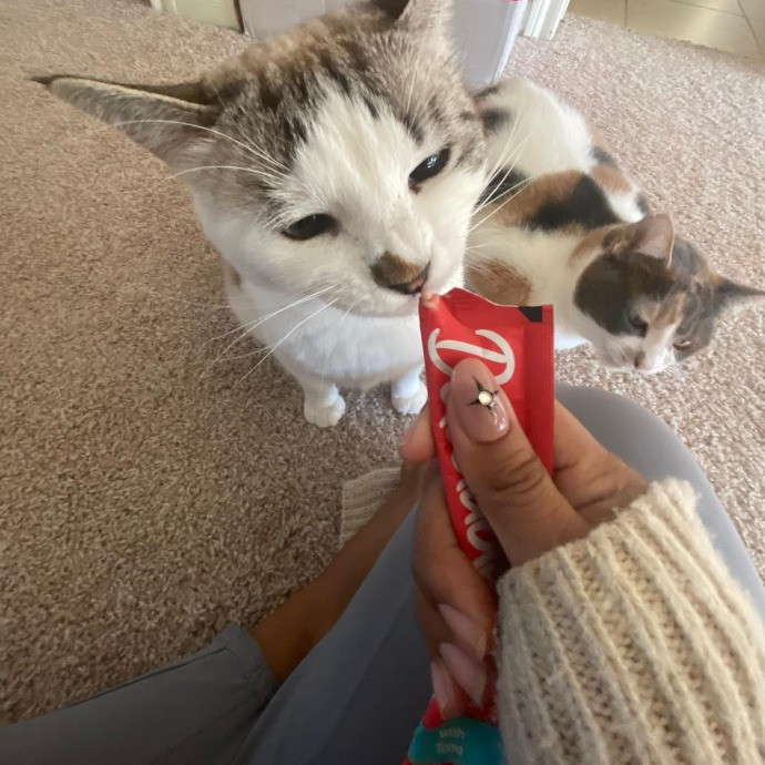 Steph Kitty Cat Lover