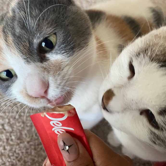 Steph Kitty Cat Lover