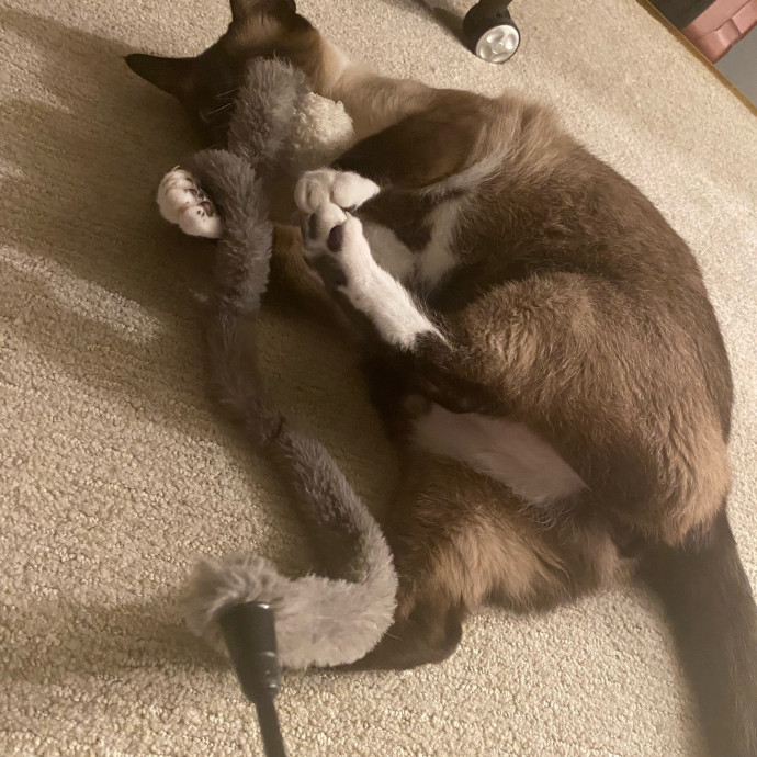 Steph Kitty Cat Lover