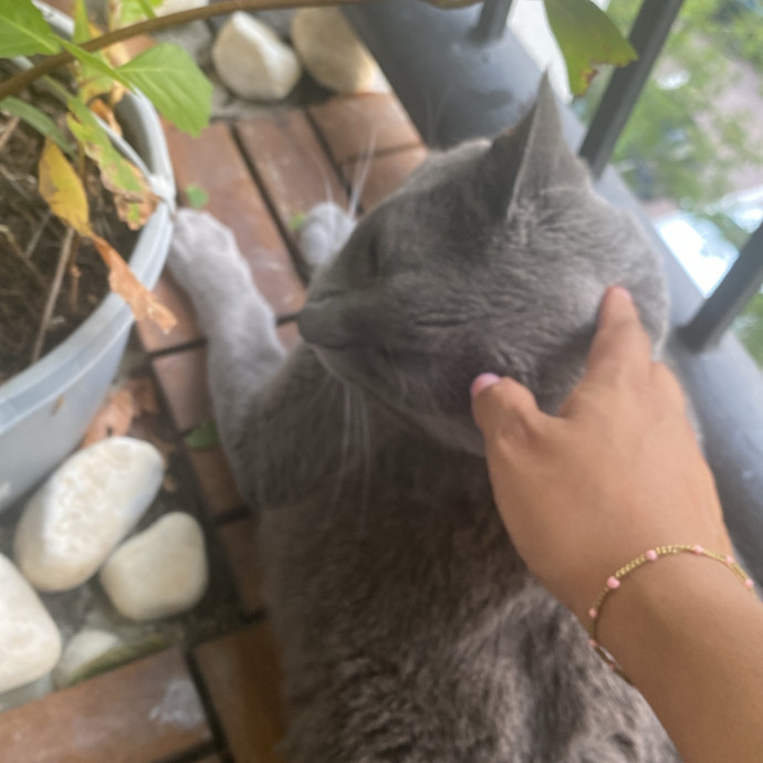 Steph Kitty Cat Lover