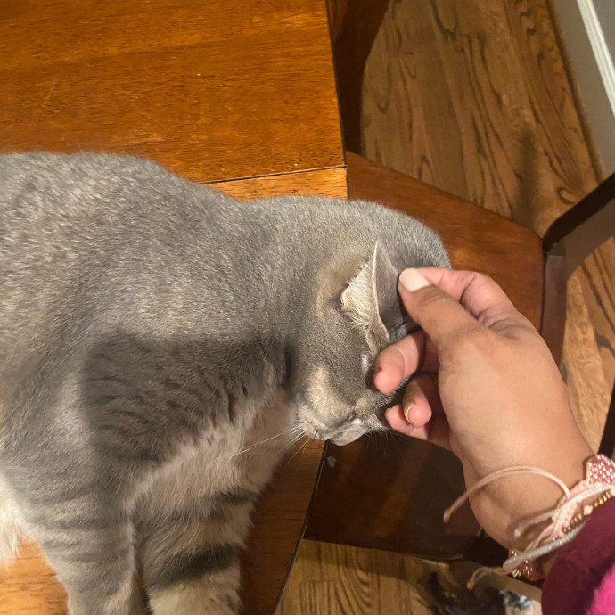 Steph Kitty Cat Lover