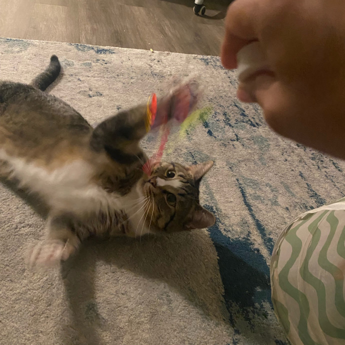 Steph Kitty Cat Lover