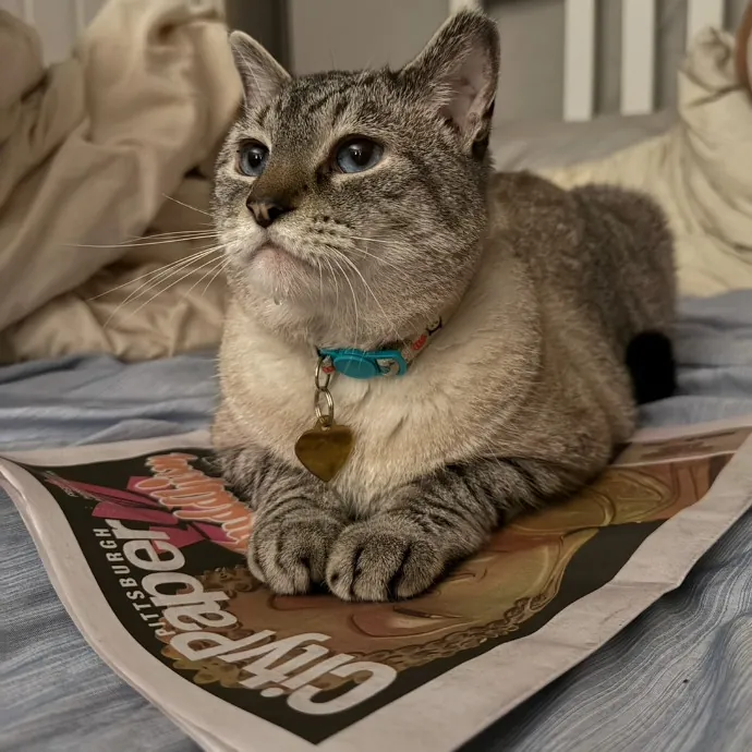 Trusted Cat Foster And Pet Parent
