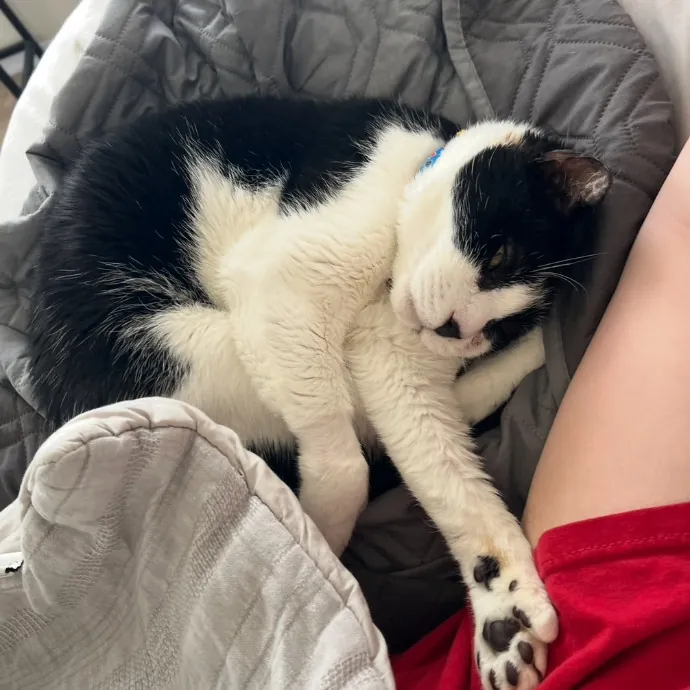 Trusted Cat Foster And Pet Parent