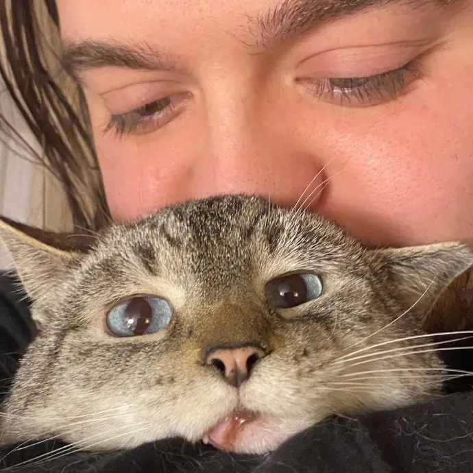 Trusted Cat Foster And Pet Parent