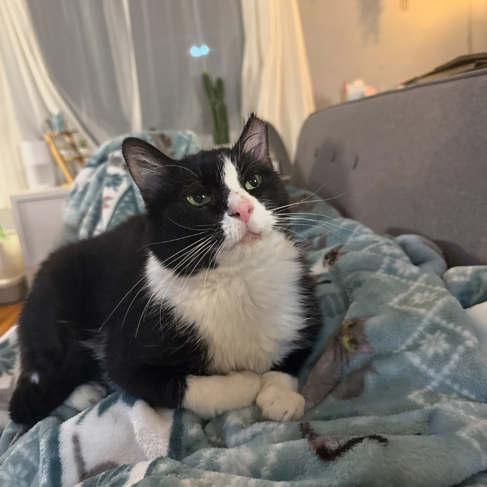Trusted Cat Foster And Pet Parent