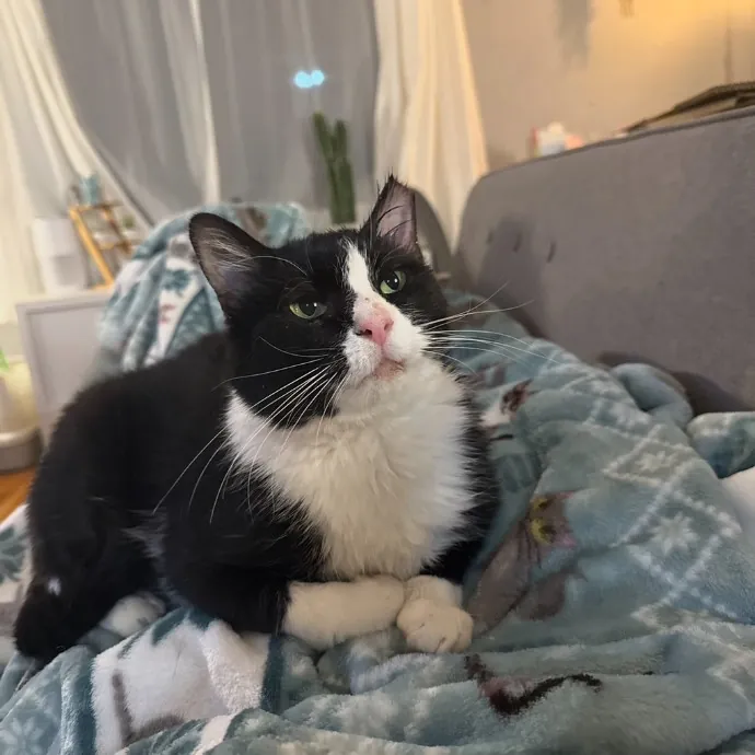 Trusted Cat Foster And Pet Parent