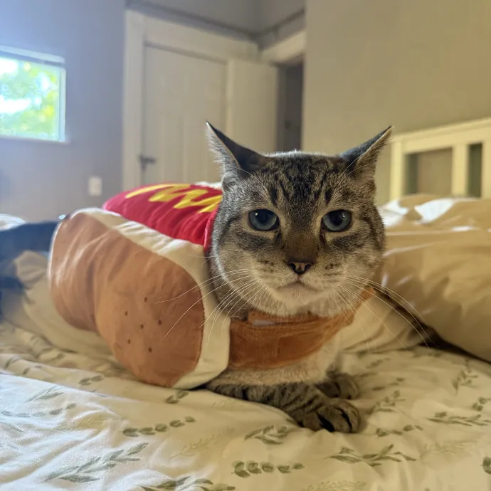 Trusted Cat Foster And Pet Parent