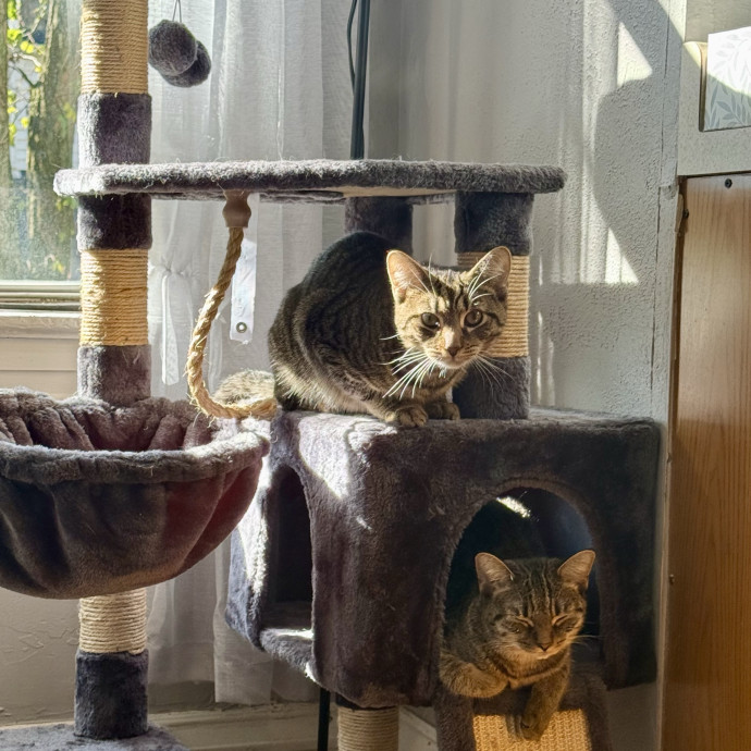 Trusted Cat Foster And Pet Parent