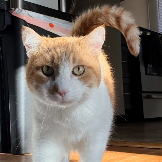 Trusted Cat Foster And Pet Parent