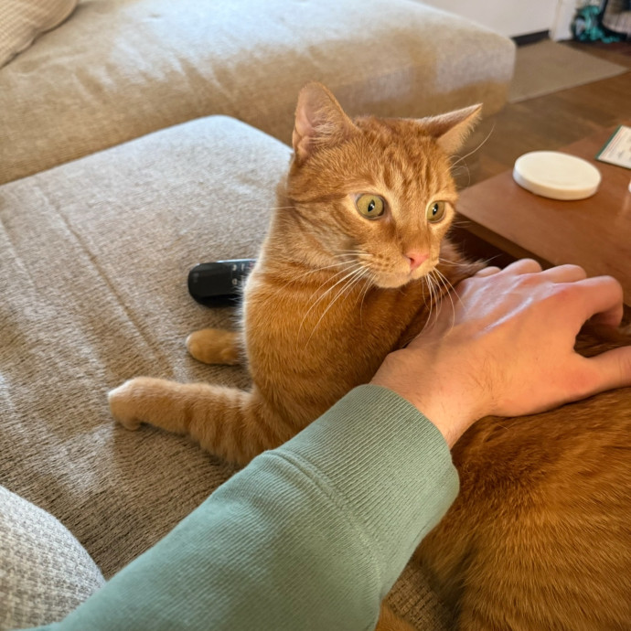 Trusted Cat Foster And Pet Parent