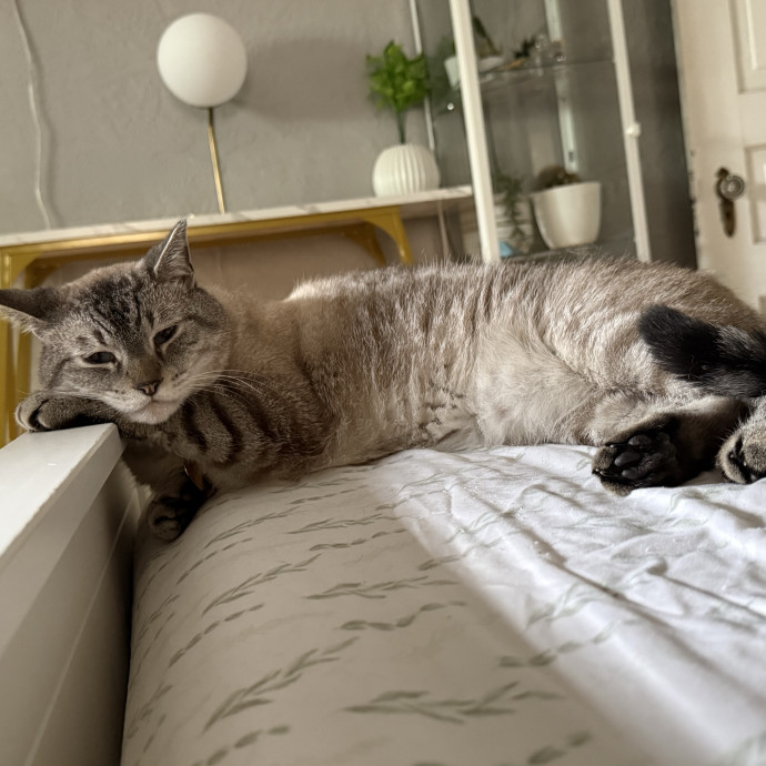 Trusted Cat Foster And Pet Parent