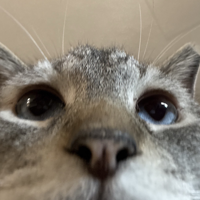 Trusted Cat Foster And Pet Parent
