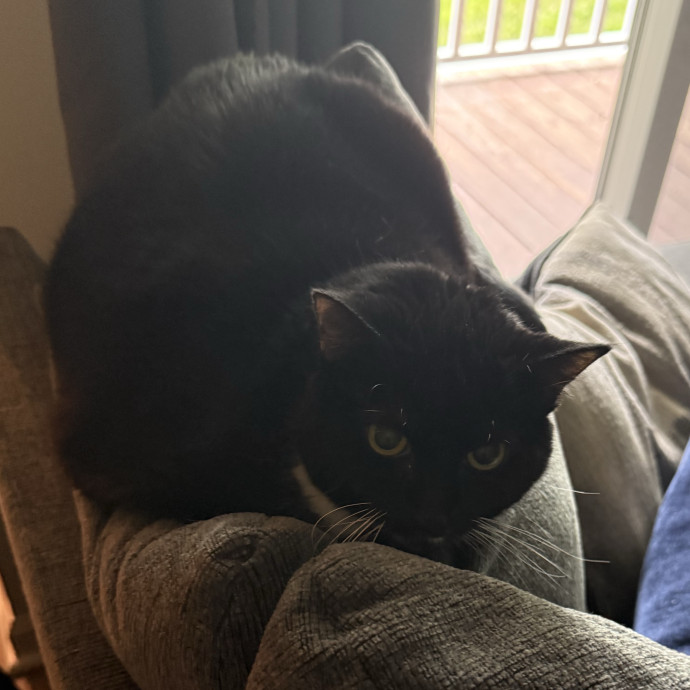 Trusted Cat Foster And Pet Parent