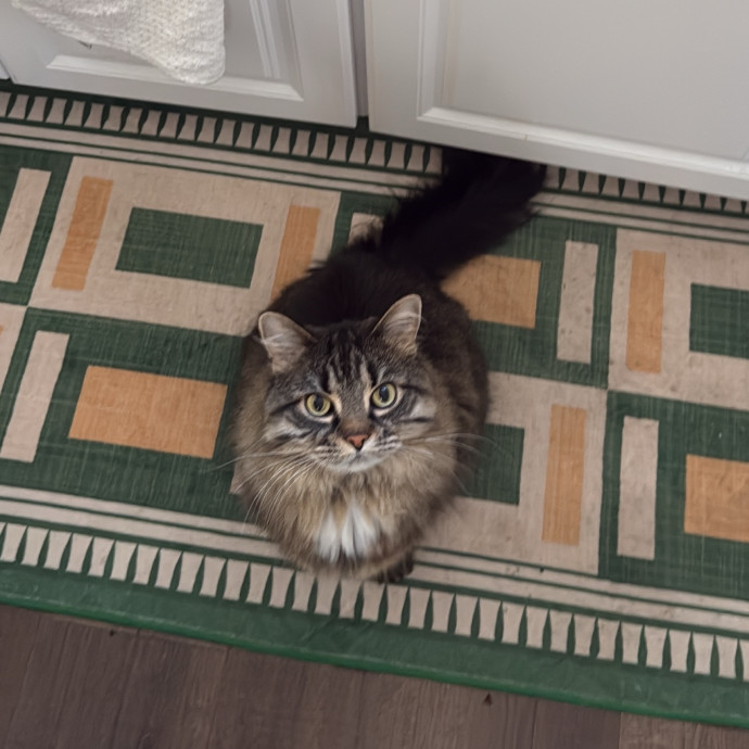 Trusted Cat Foster And Pet Parent