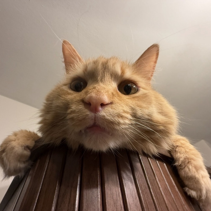 Trusted Cat Foster And Pet Parent