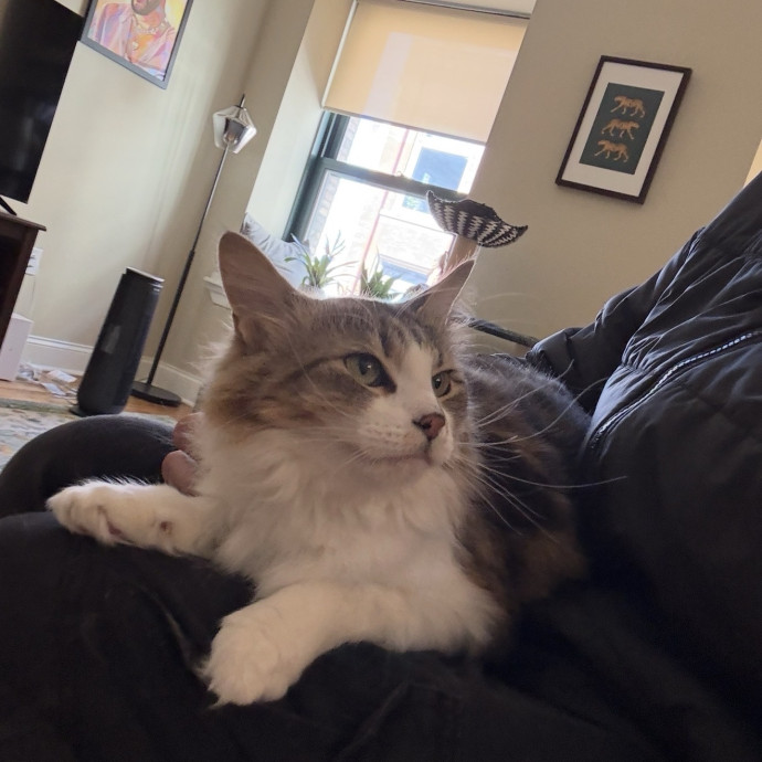 Trusted Cat Foster And Pet Parent