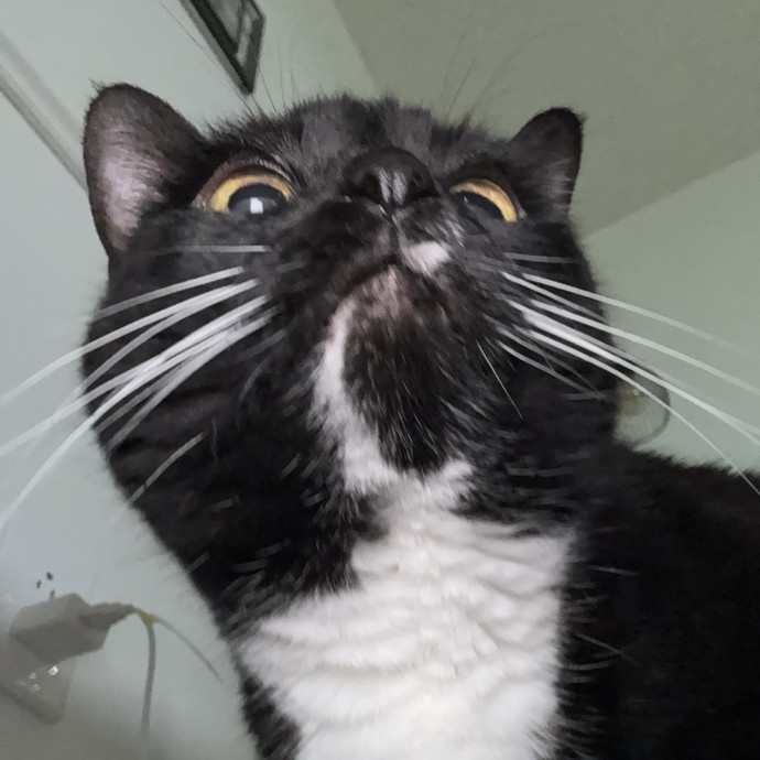 Trusted Cat Foster And Pet Parent