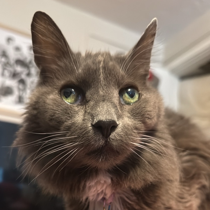 Trusted Cat Foster And Pet Parent