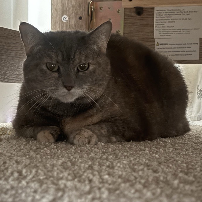 Trusted Cat Foster And Pet Parent photo 3