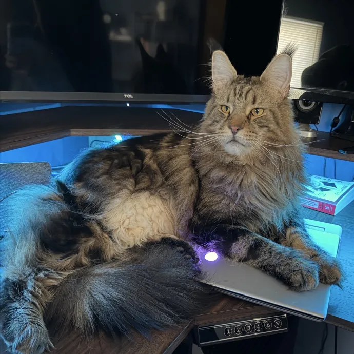 13 Years Of Cat Care Experience