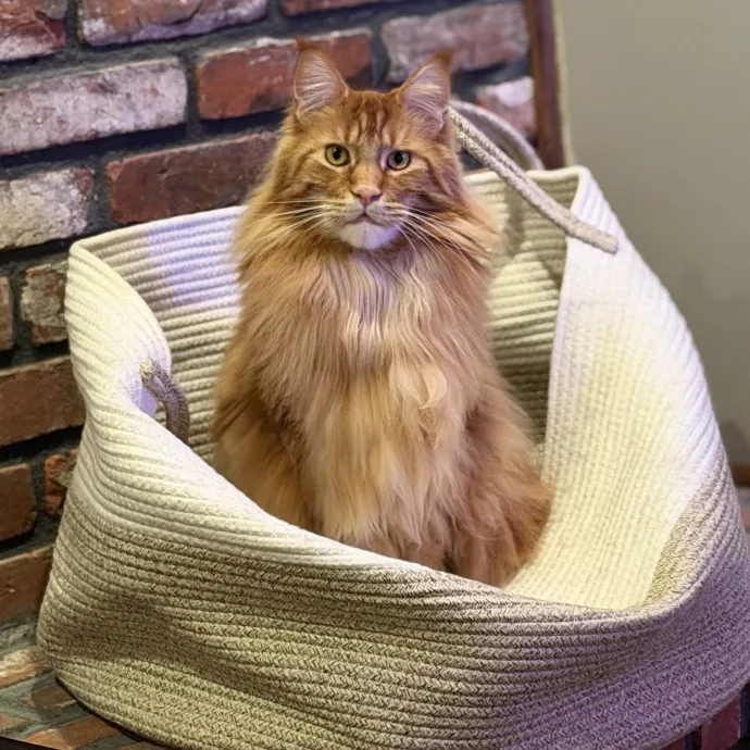 13 Years Of Cat Care Experience