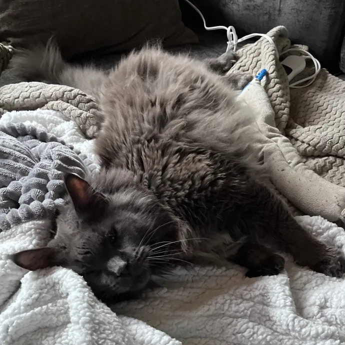 13 Years Of Cat Care Experience