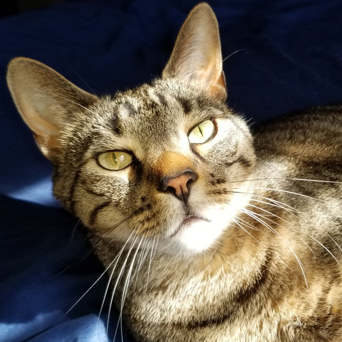 Cat Care For Your Fur Ever Friends photo 2