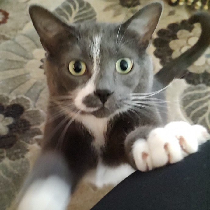 Anna's Here For The Cats photo 3