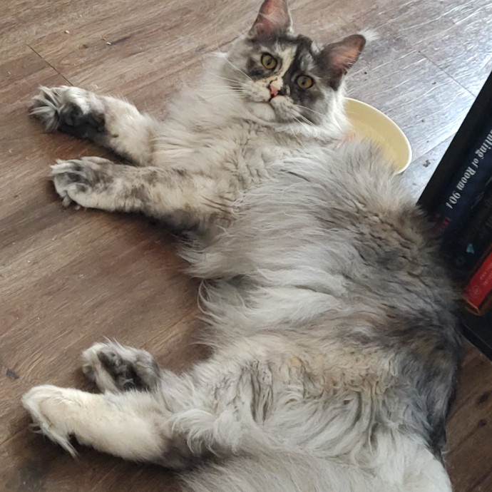 Anna's Here For The Cats photo 2