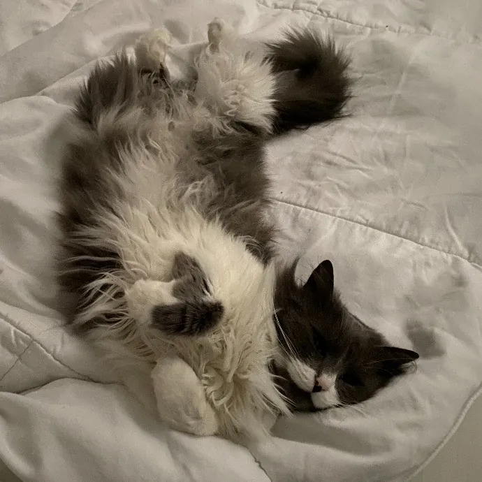 Pawsitively Sessna's Pet Care