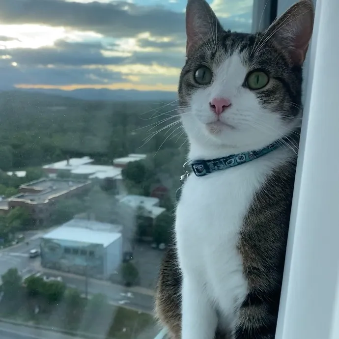 Pawsitively Sessna's Pet Care