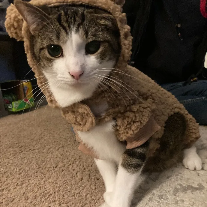 Pawsitively Sessna's Pet Care