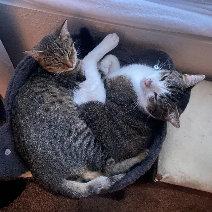 Pawsitively Sessna's Pet Care