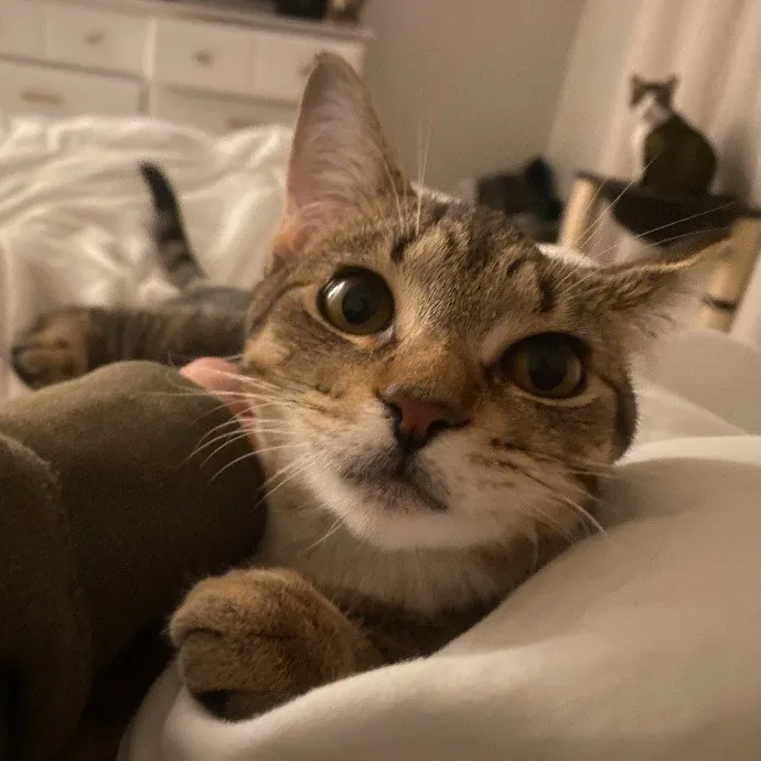 Pawsitively Sessna's Pet Care