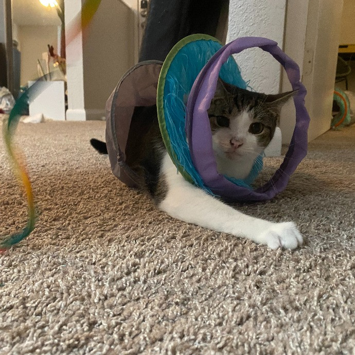 Pawsitively Sessna's Pet Care