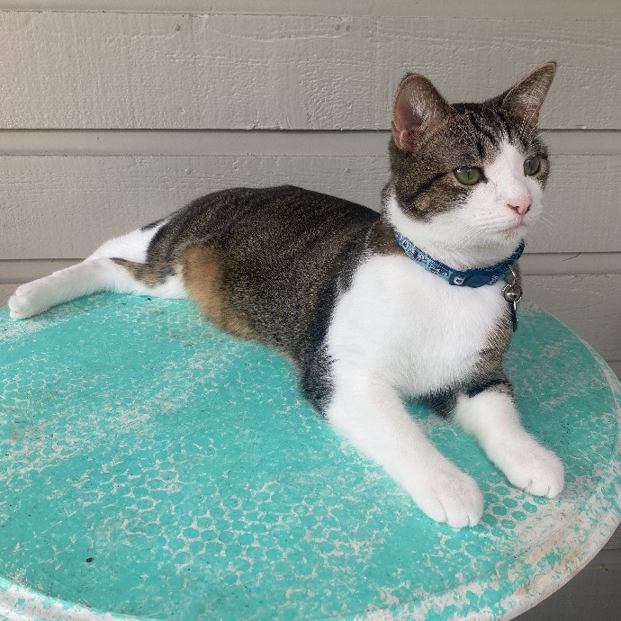 Pawsitively Sessna's Pet Care
