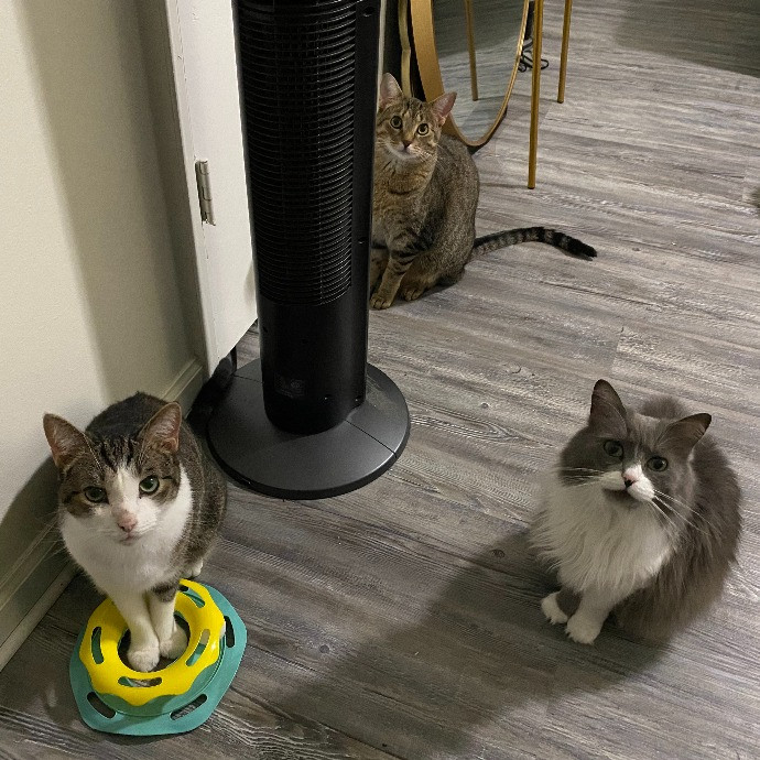 Pawsitively Sessna's Pet Care