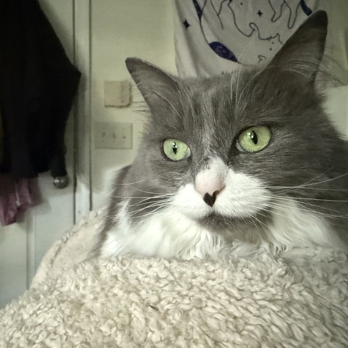 Pawsitively Sessna's Pet Care