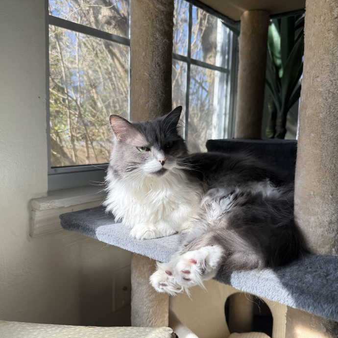 Pawsitively Sessna's Pet Care