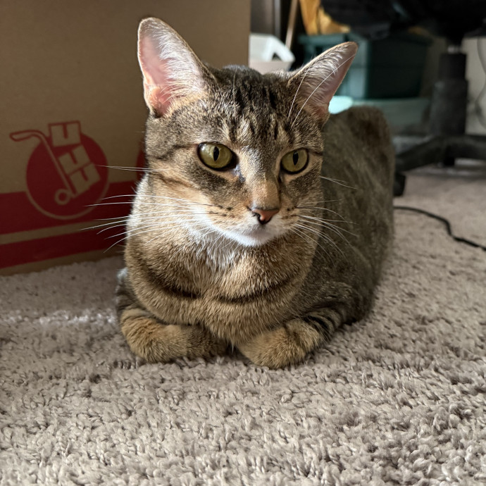 Pawsitively Sessna's Pet Care photo 3
