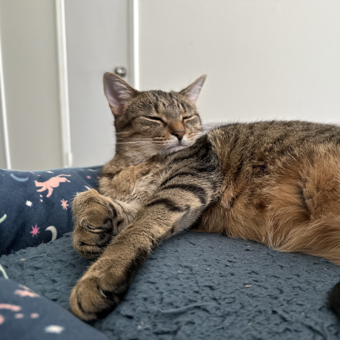 Pawsitively Sessna's Pet Care photo 2