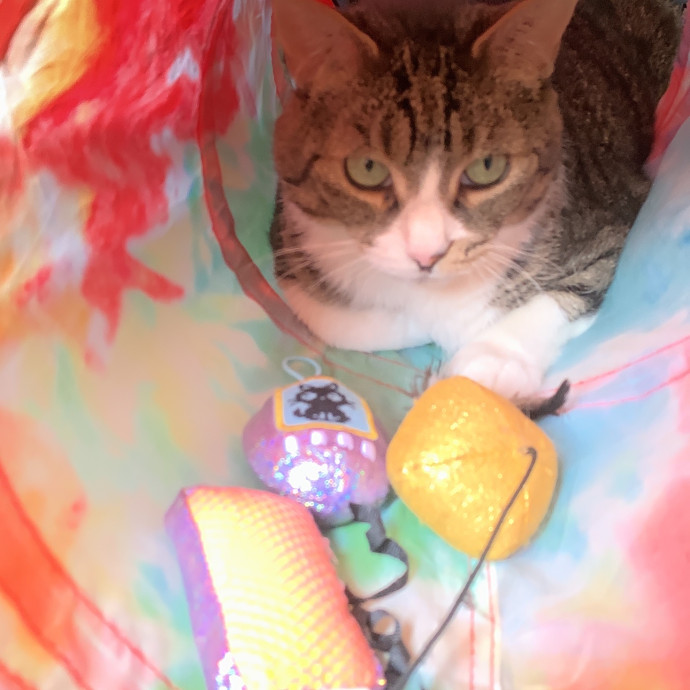 Feline Friend