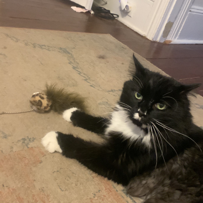 Feline Friend