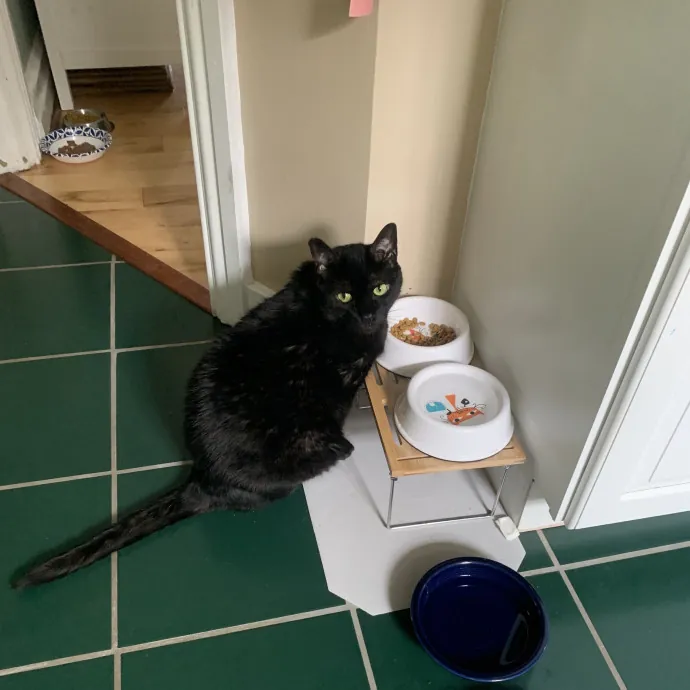 Feline Friend