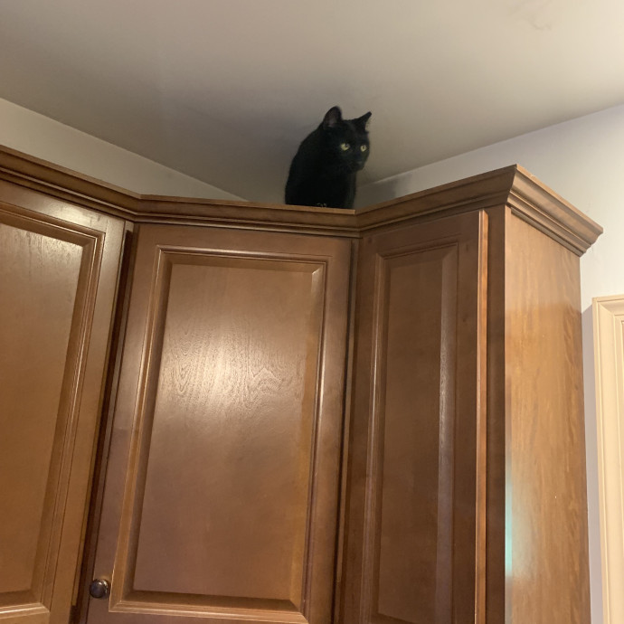 Feline Friend