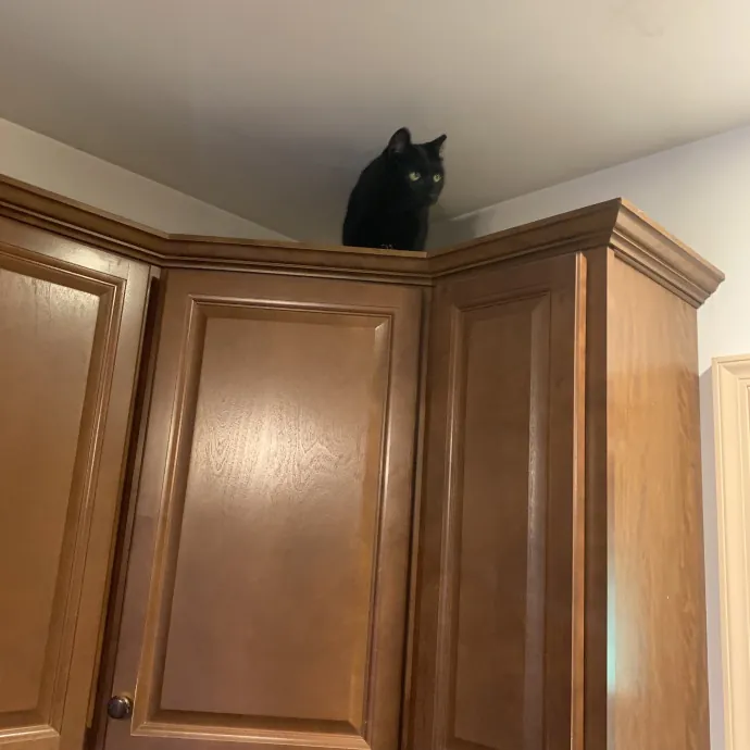 Feline Friend photo 4