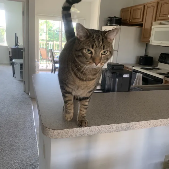 Feline Friend photo 3