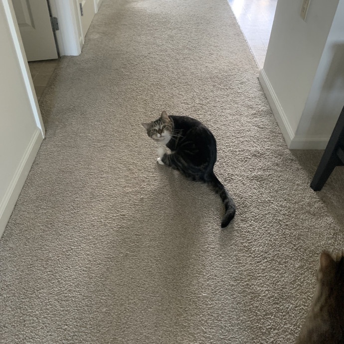 Feline Friend photo 2
