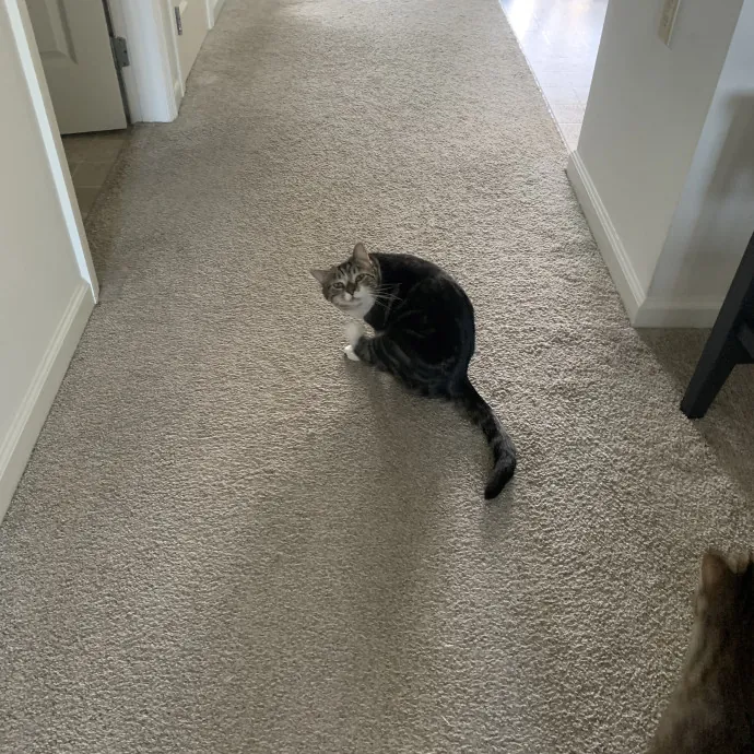 Feline Friend photo 2